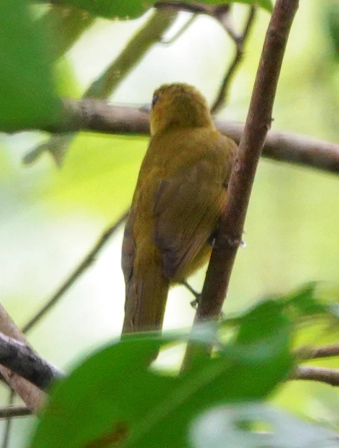 奥比岛金冠鹎(Hypsipetes lucasi)