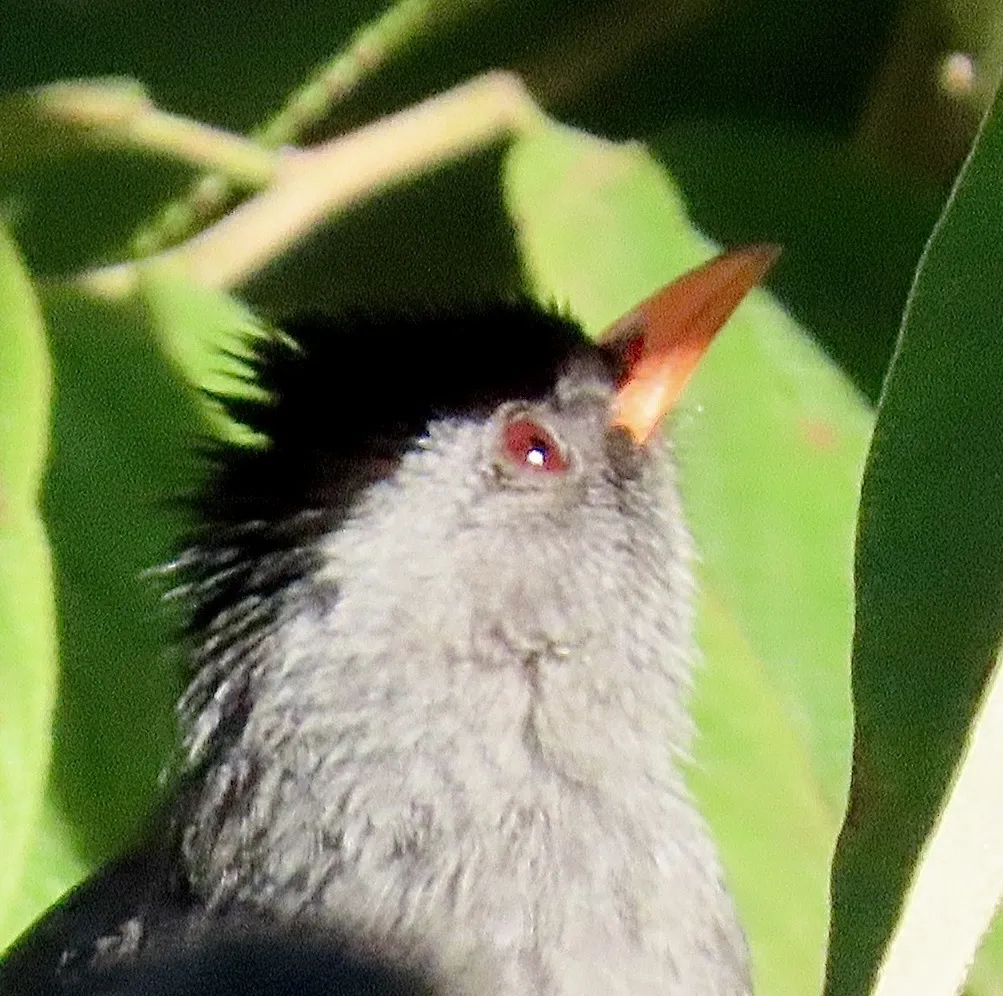 马岛短脚鹎(Hypsipetes madagascariensis)