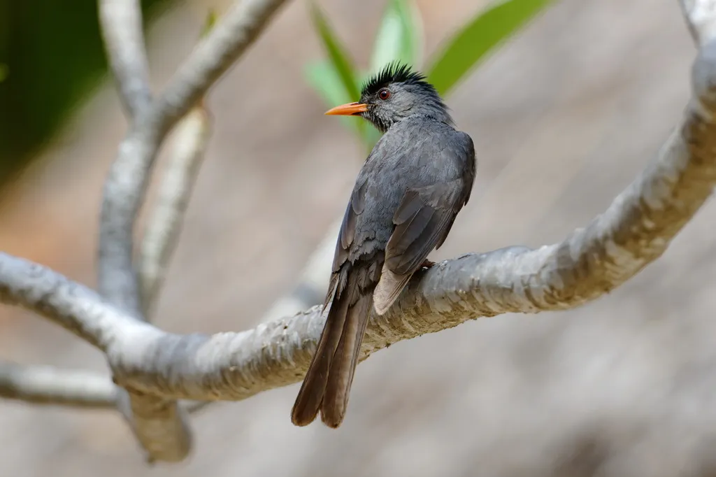 马岛短脚鹎(Hypsipetes madagascariensis)