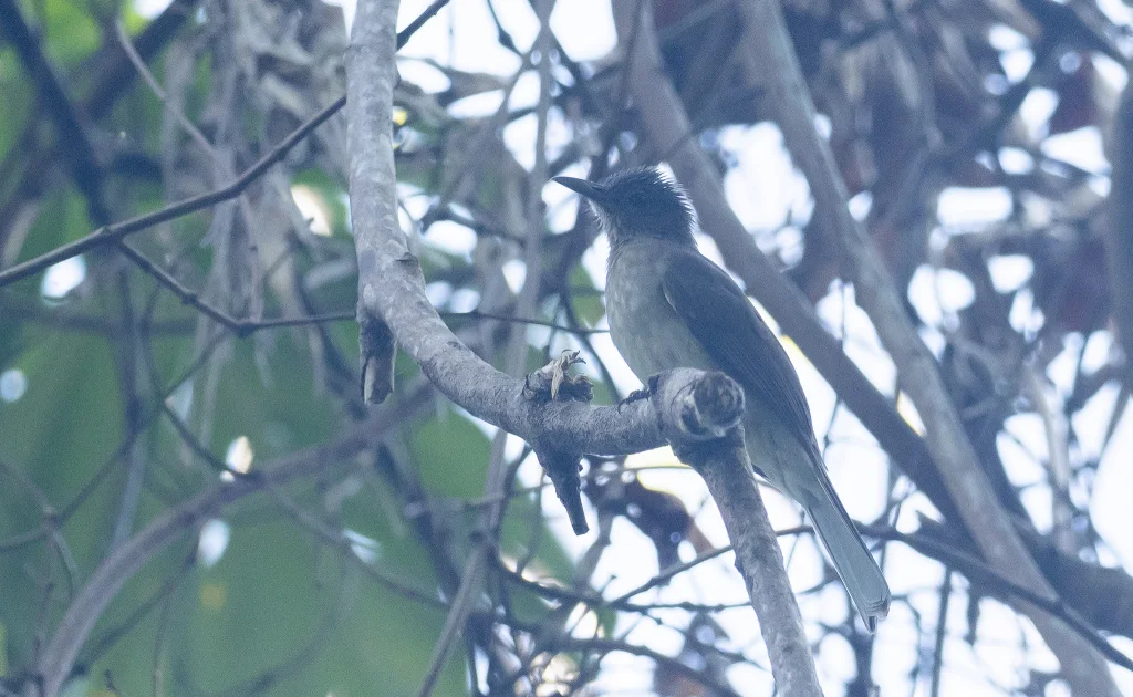 民岛短脚鹎(Hypsipetes mindorensis)