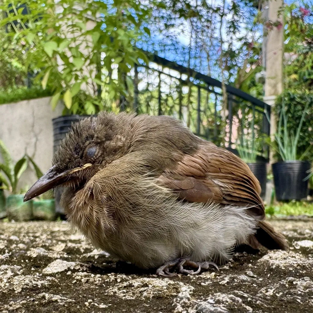 菲律宾短脚鹎(Hypsipetes philippinus)