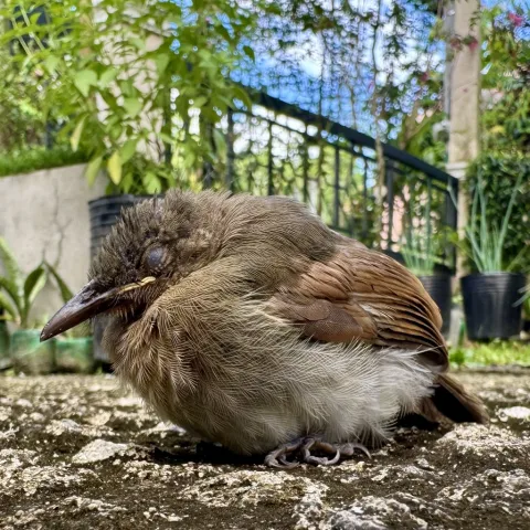 菲律宾短脚鹎