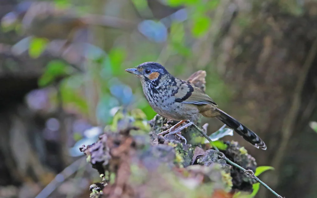 棕耳噪鹛(Ianthocincla konkakinhensis)