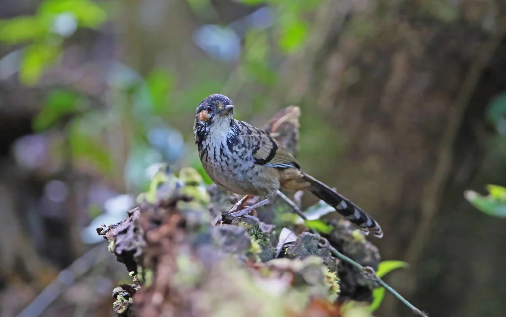 棕耳噪鹛(Ianthocincla konkakinhensis)