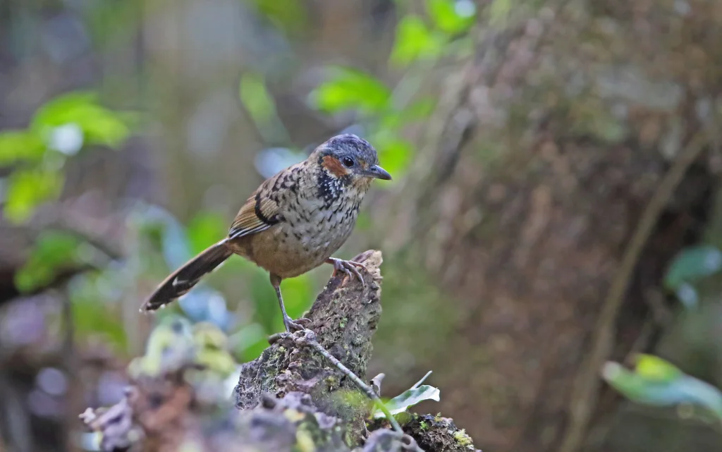 棕耳噪鹛(Ianthocincla konkakinhensis)