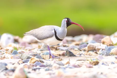 鹮嘴鹬