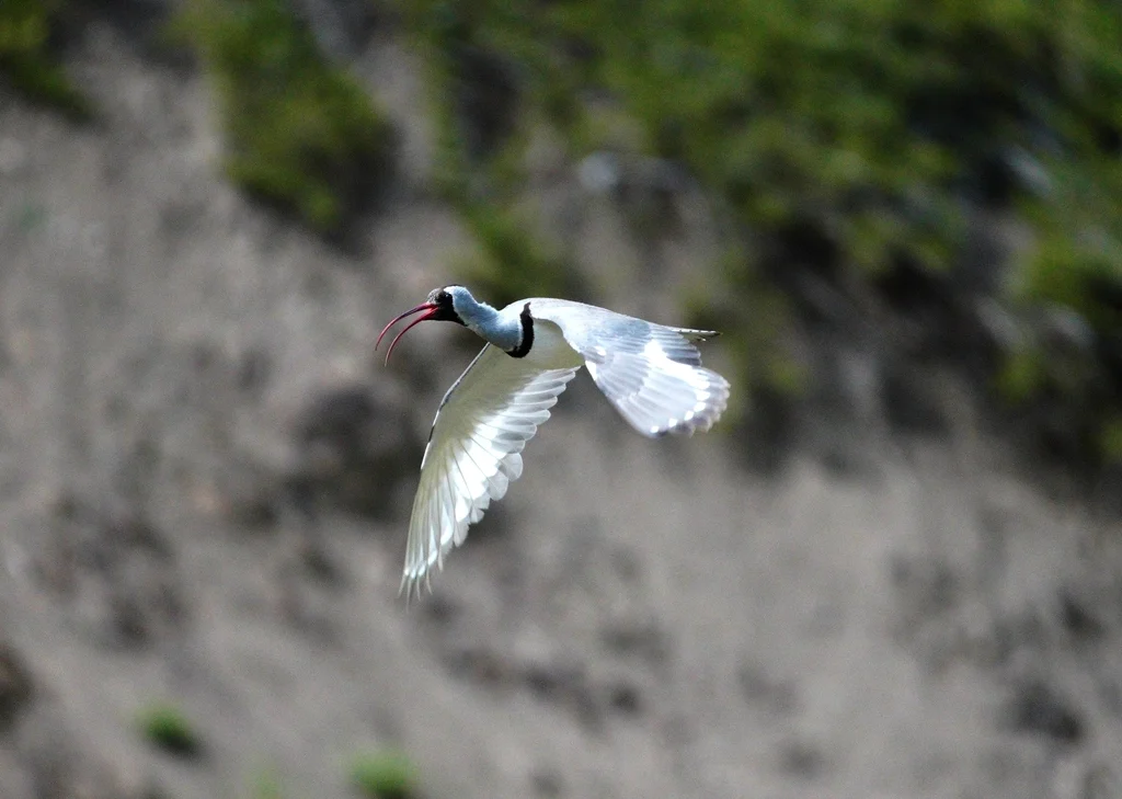 鹮嘴鹬(Ibidorhyncha struthersii)