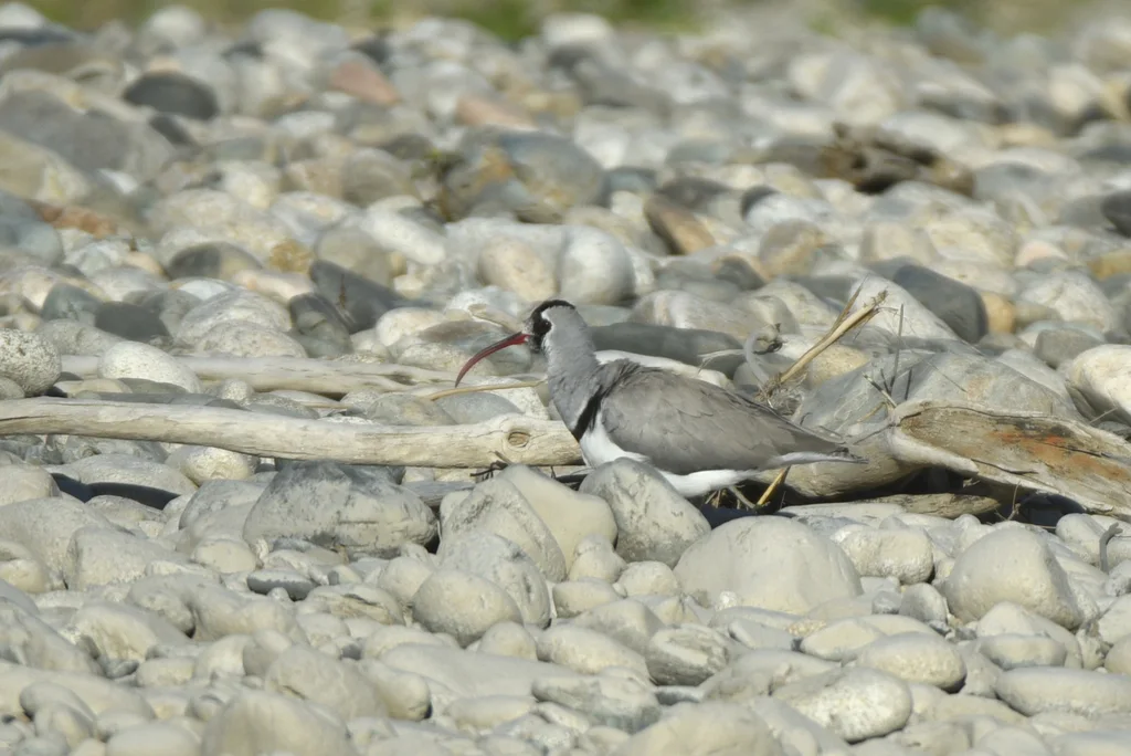 鹮嘴鹬(Ibidorhyncha struthersii)