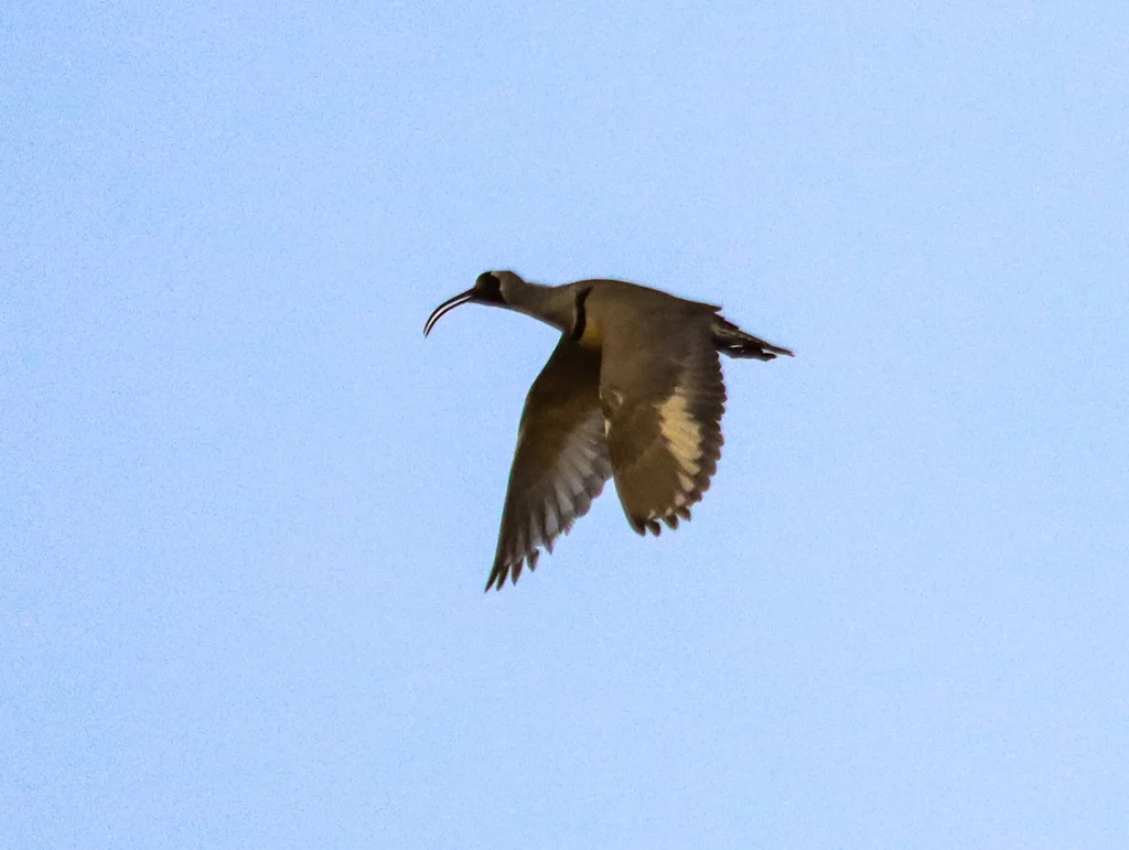 鹮嘴鹬(Ibidorhyncha struthersii)