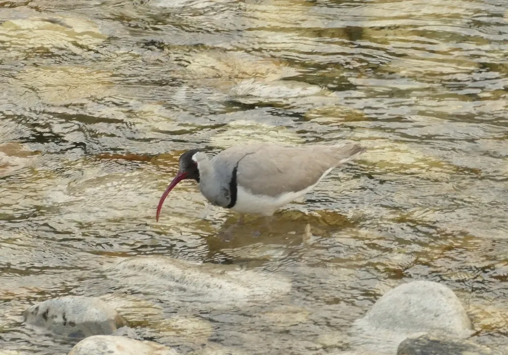 鹮嘴鹬(Ibidorhyncha struthersii)