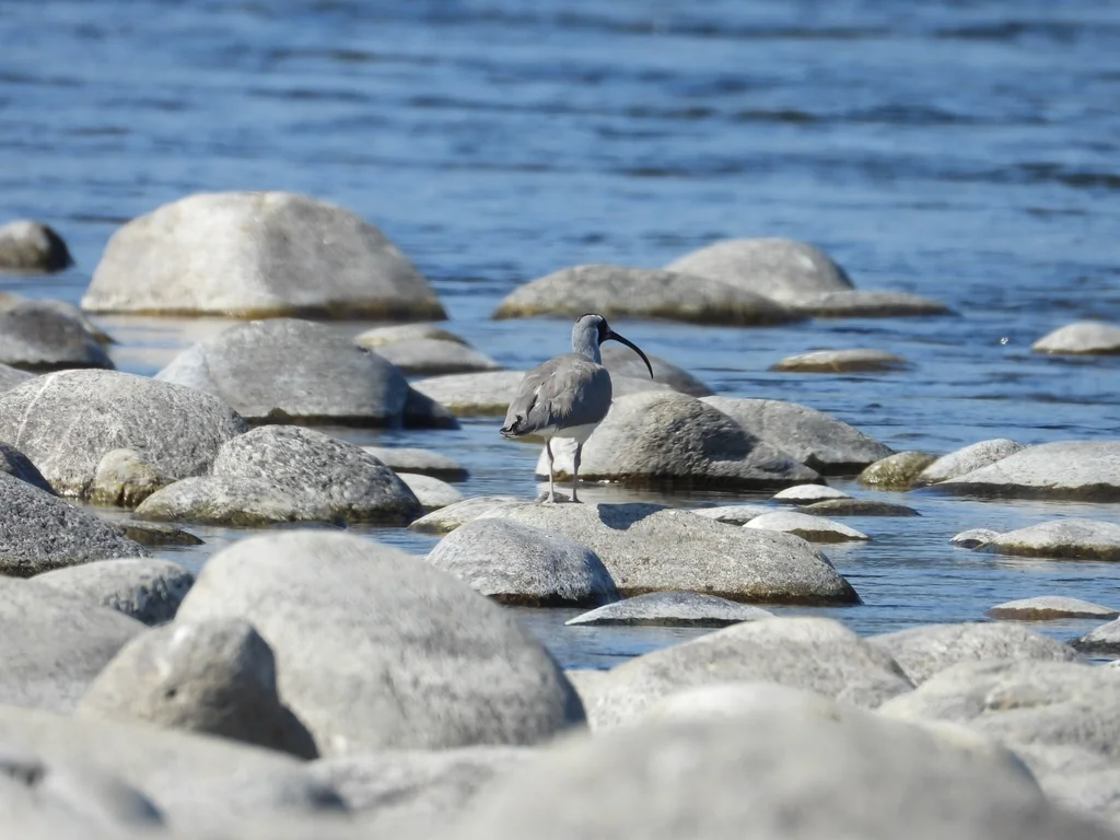 鹮嘴鹬（Ibidorhyncha struthersii）