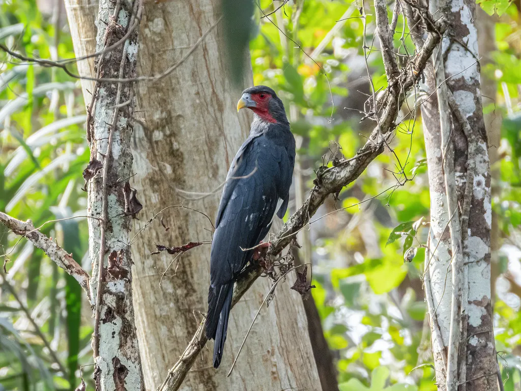 红喉巨隼（Ibycter americanus）