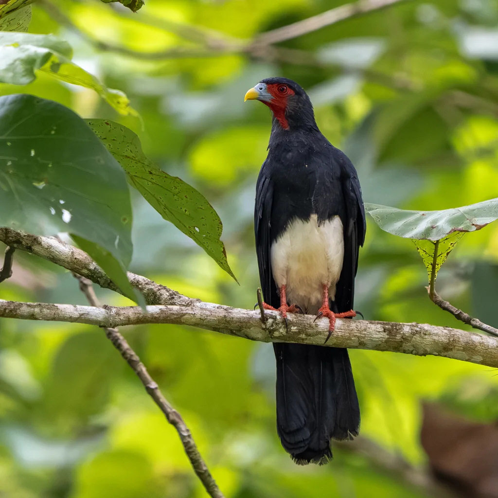 红喉巨隼（Ibycter americanus）