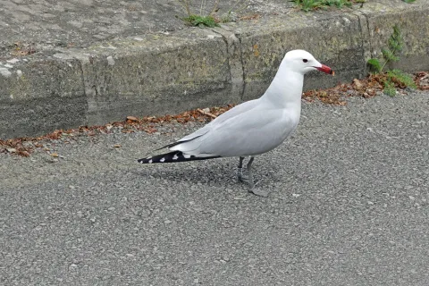奥氏鸥