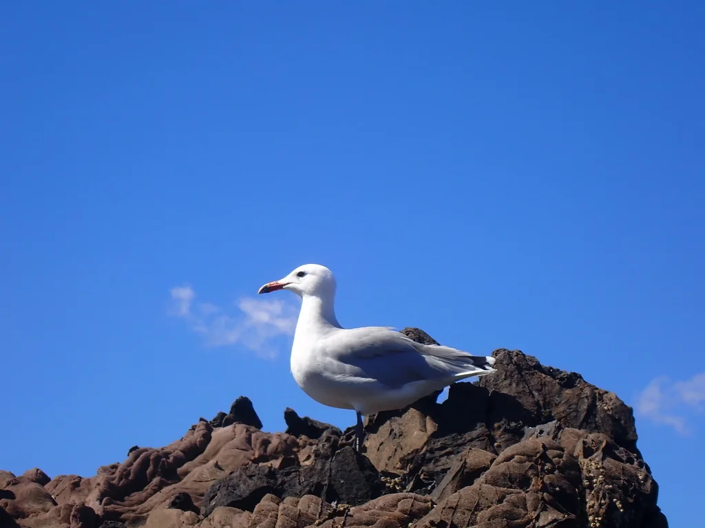 奥氏鸥(Ichthyaetus audouinii)