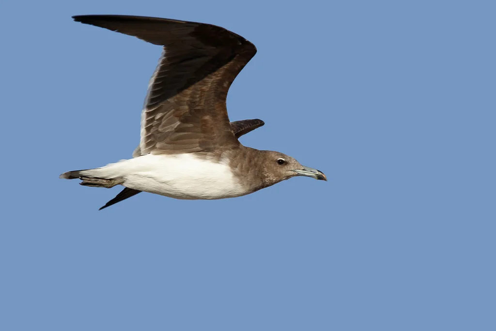 白领鸥(Ichthyaetus hemprichii)