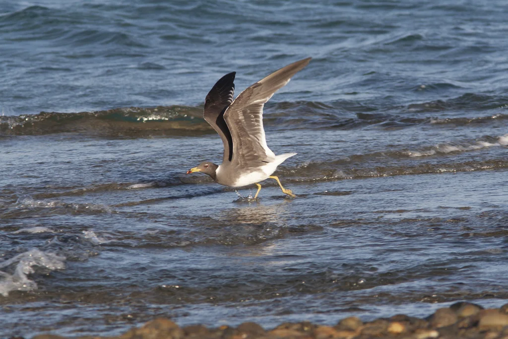 白领鸥(Ichthyaetus hemprichii)