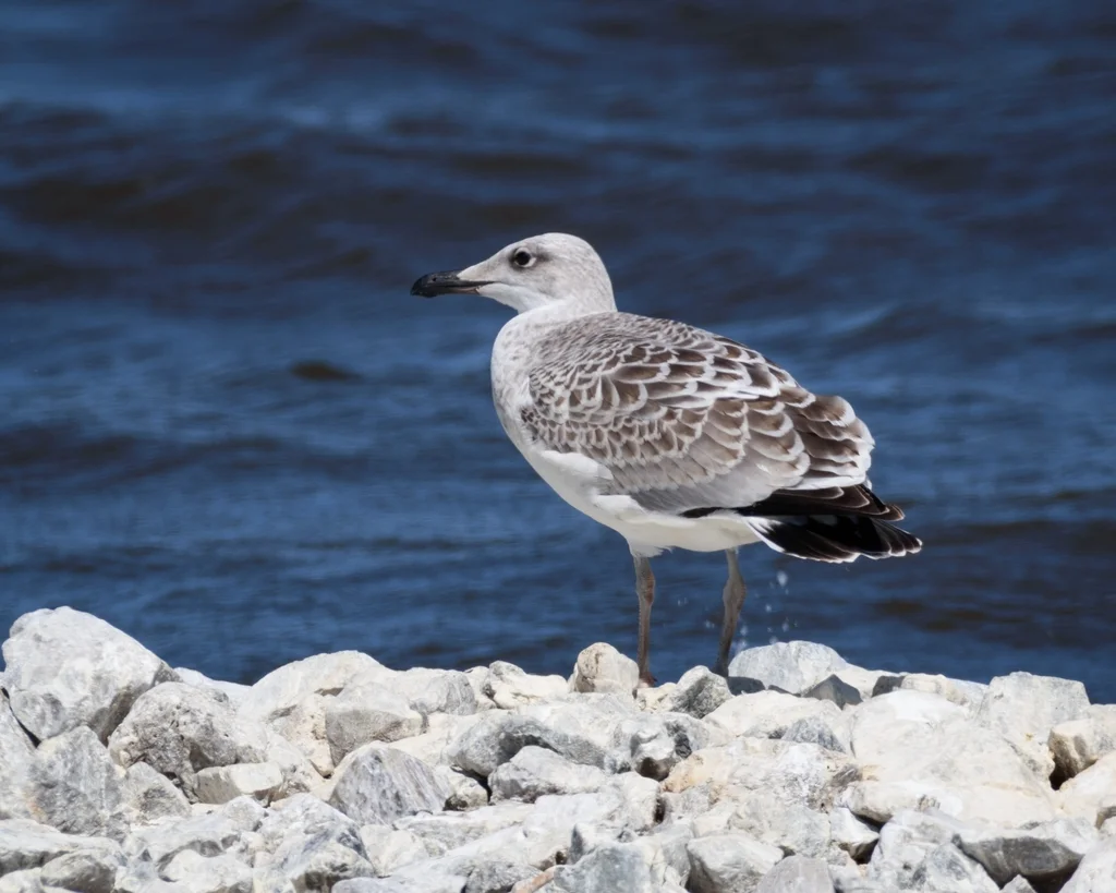 渔鸥（Ichthyaetus ichthyaetus）