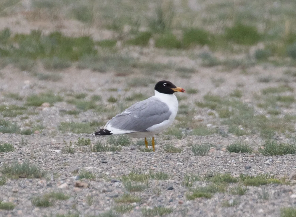 渔鸥（Ichthyaetus ichthyaetus）