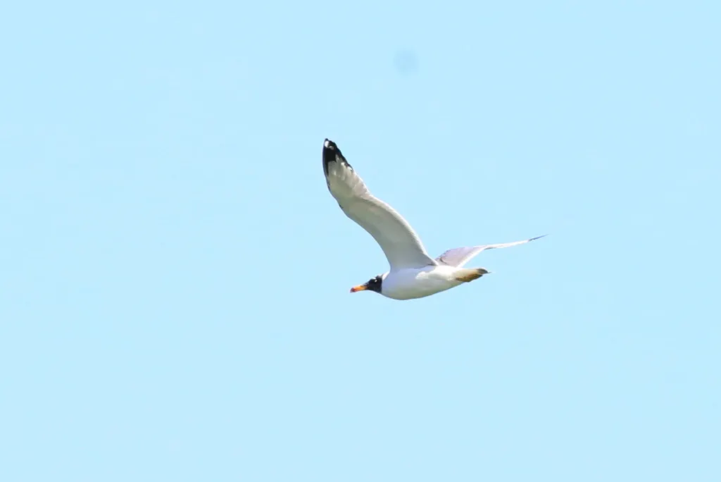 渔鸥（Ichthyaetus ichthyaetus）