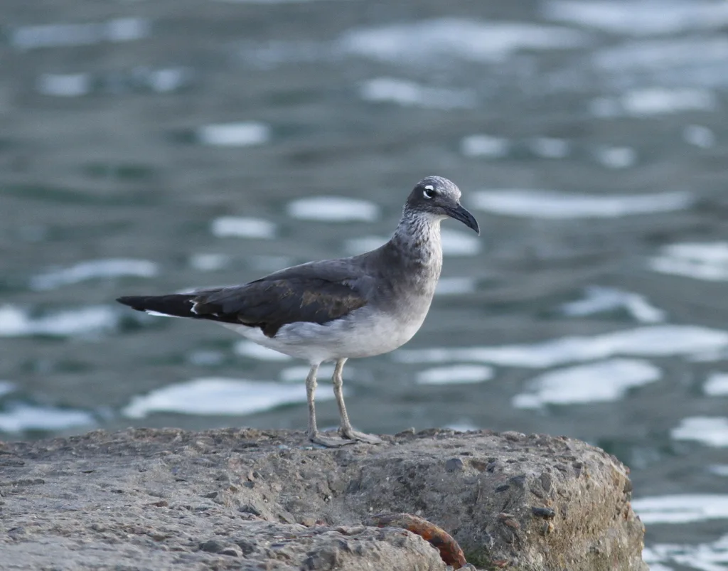 白眼鸥(Ichthyaetus leucophthalmus)