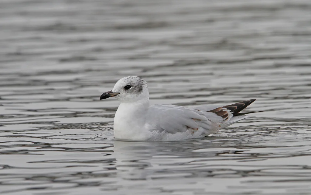 地中海鸥(Ichthyaetus melanocephalus)