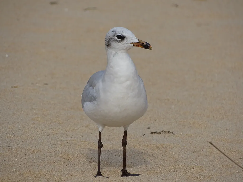 地中海鸥(Ichthyaetus melanocephalus)