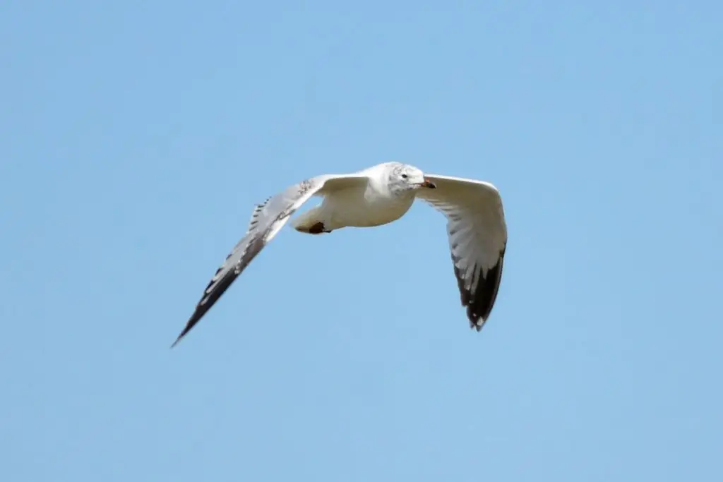 遗鸥(Ichthyaetus relictus)
