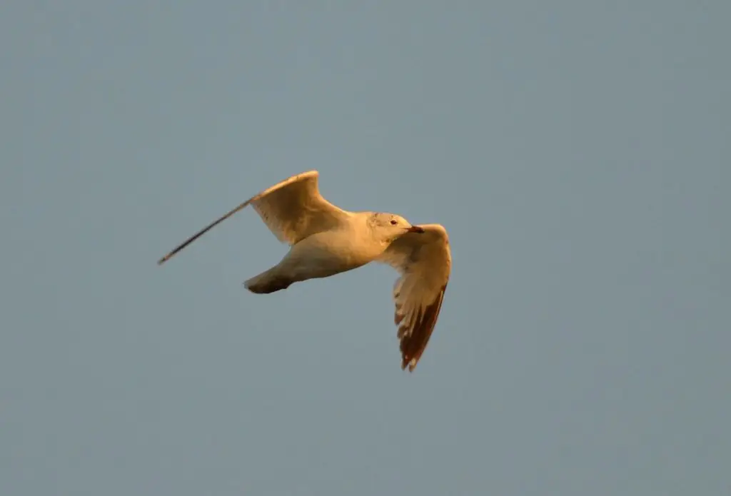 遗鸥(Ichthyaetus relictus)