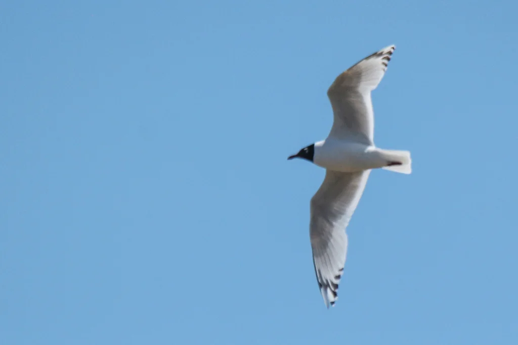 遗鸥(Ichthyaetus relictus)