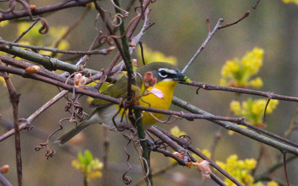 黄胸大䳭莺(Icteria virens)