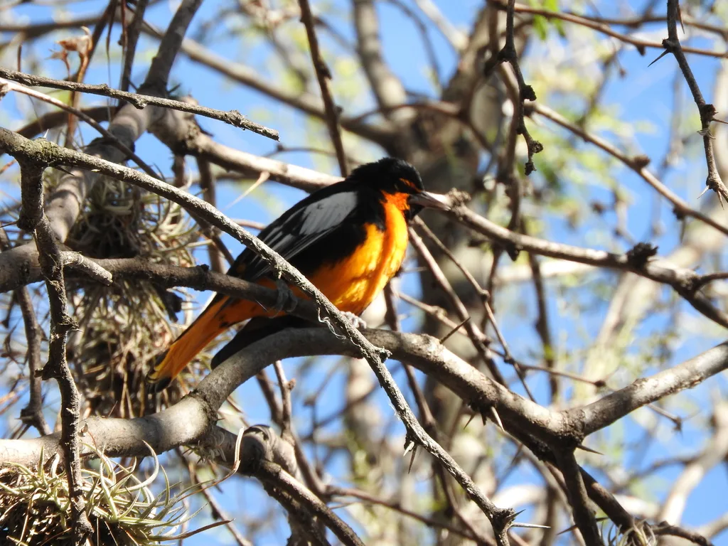 黑背拟鹂(Icterus abeillei)