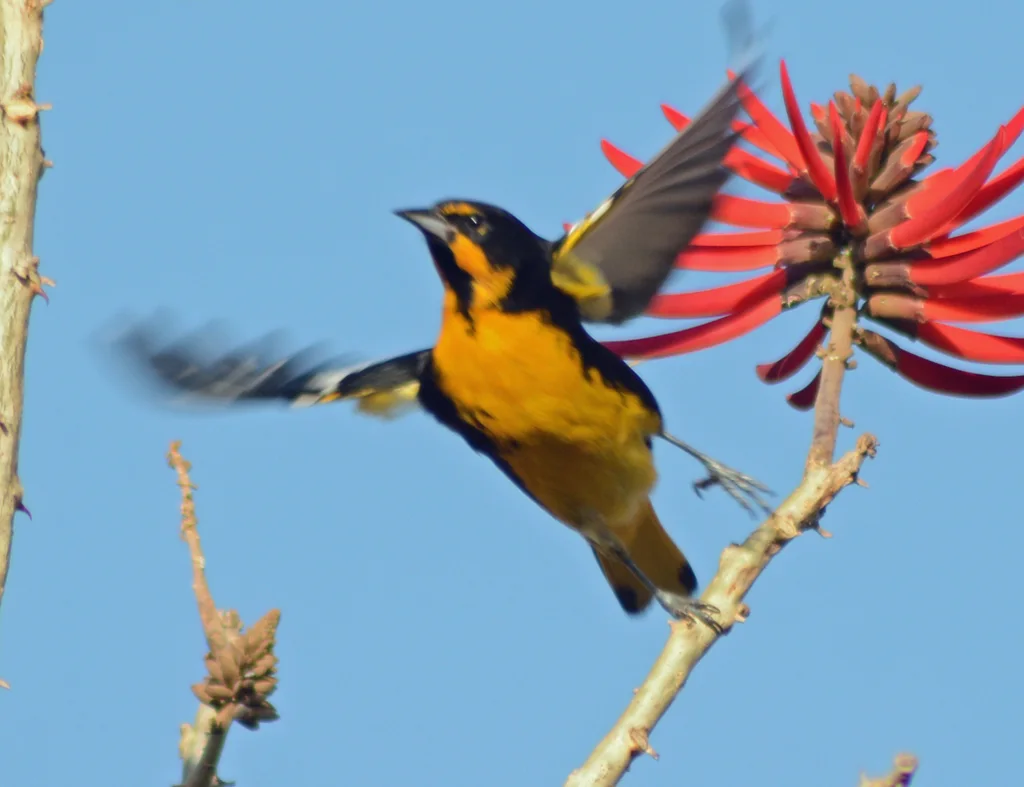 黑背拟鹂(Icterus abeillei)