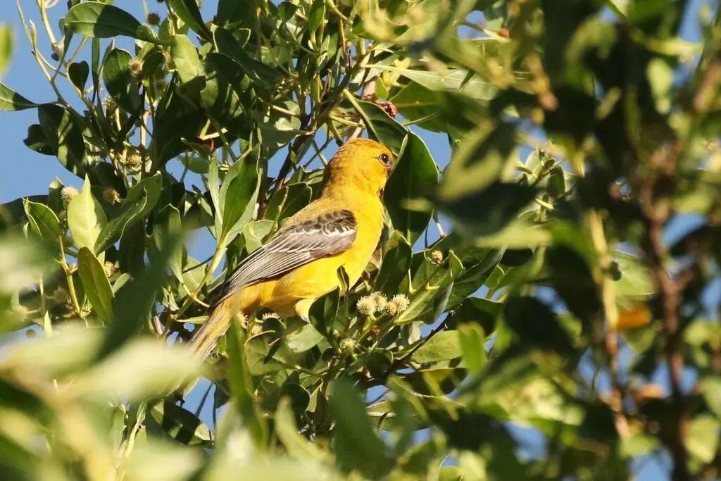 墨西哥橙拟鹂(Icterus auratus)