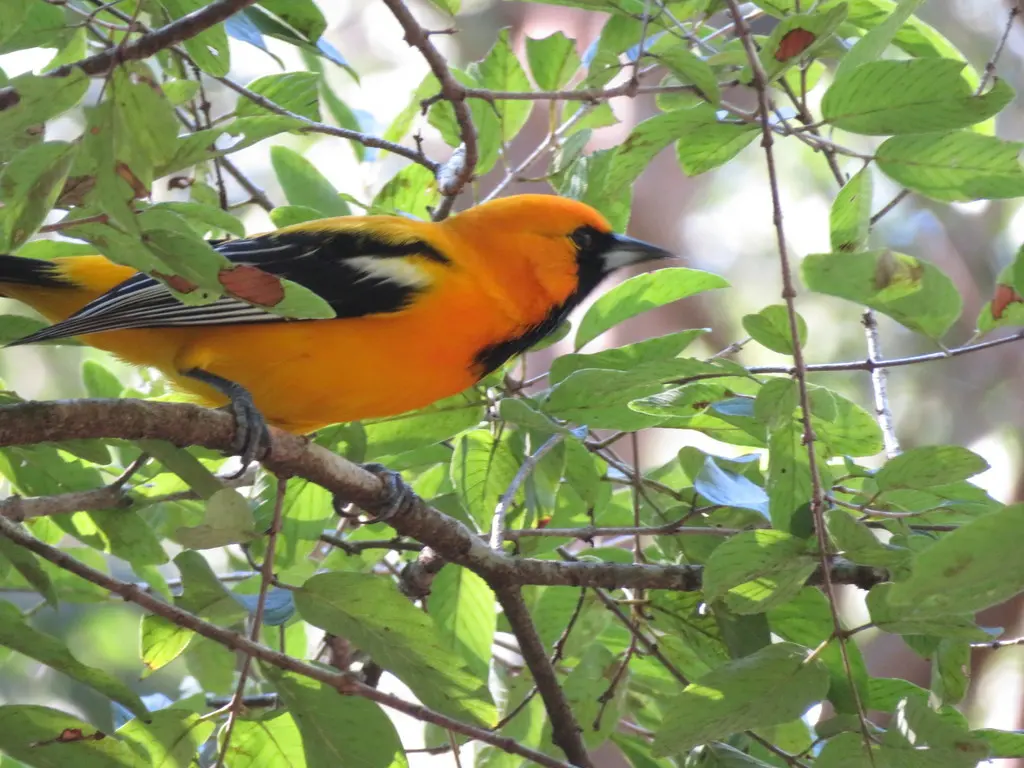 墨西哥橙拟鹂(Icterus auratus)