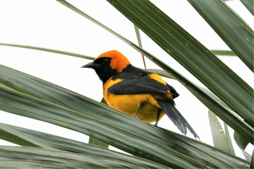 橙冠拟鹂(Icterus auricapillus)