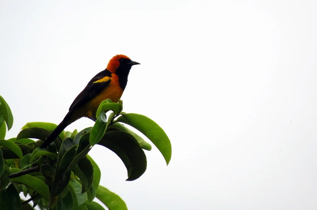 橙冠拟鹂(Icterus auricapillus)