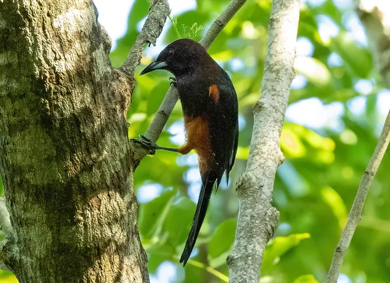 马提拟鹂(Icterus bonana)