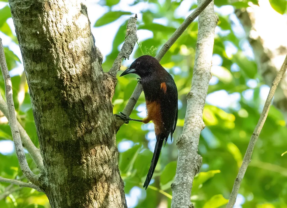 马提拟鹂(Icterus bonana)