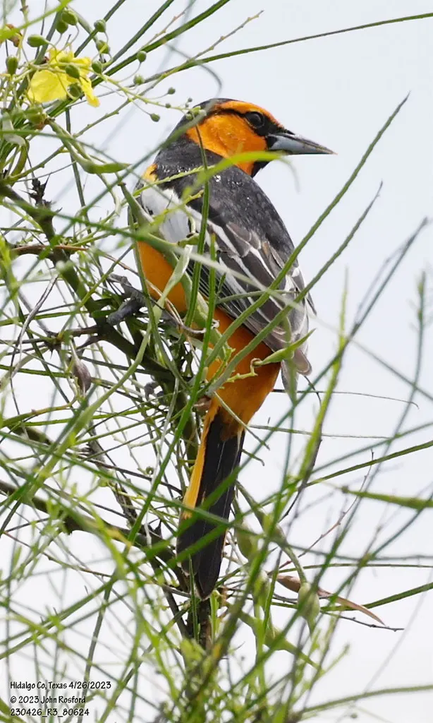 布氏拟鹂（Icterus bullockiorum）
