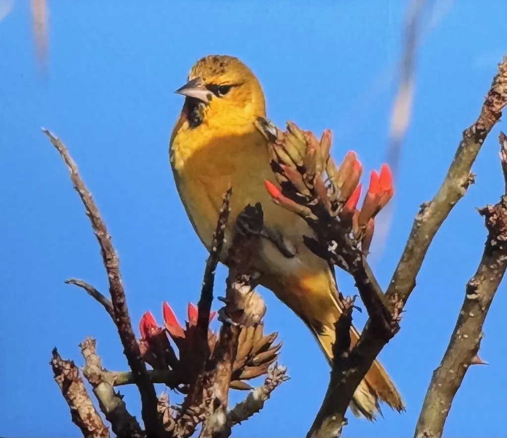 布氏拟鹂（Icterus bullockiorum）