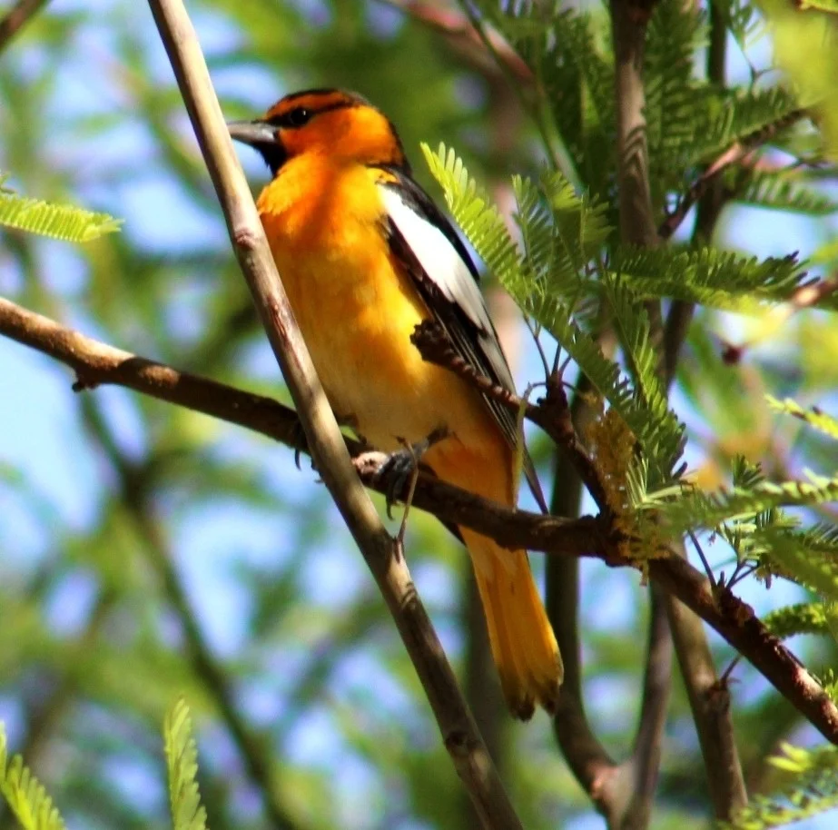 布氏拟鹂（Icterus bullockiorum）