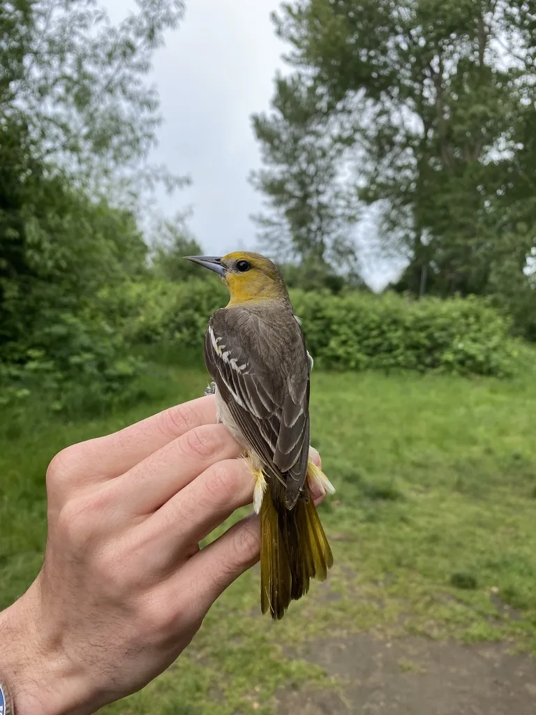 布氏拟鹂（Icterus bullockiorum）
