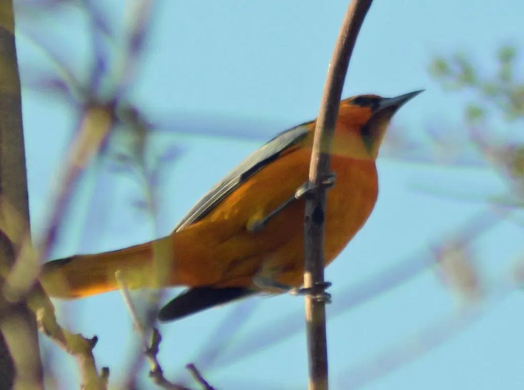 布氏拟鹂（Icterus bullockiorum）