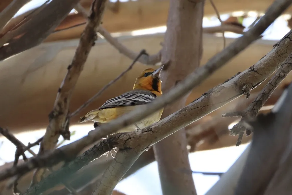 布氏拟鹂（Icterus bullockiorum）