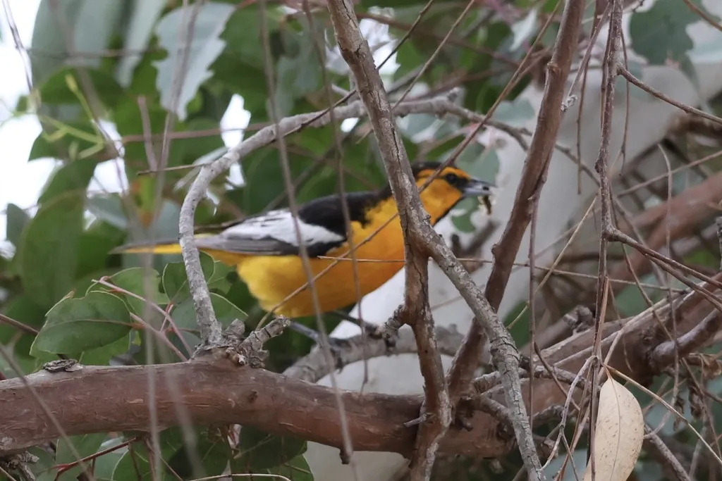 布氏拟鹂（Icterus bullockiorum）