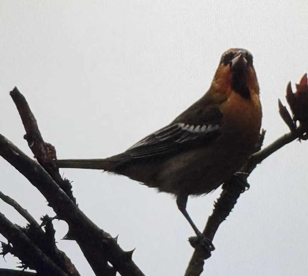 布氏拟鹂（Icterus bullockiorum）