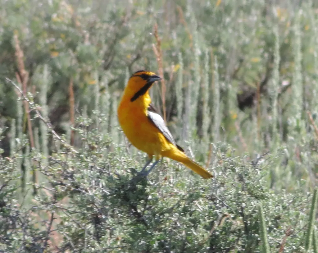 布氏拟鹂（Icterus bullockiorum）