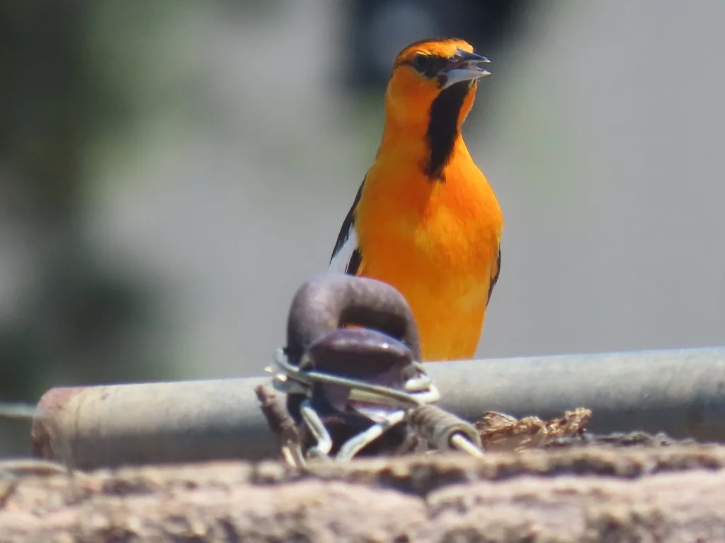 布氏拟鹂（Icterus bullockiorum）