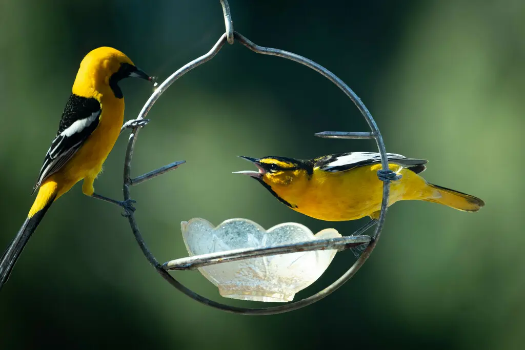 布氏拟鹂(Icterus bullockiorum)
